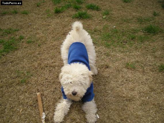 Foto del perro Panchito