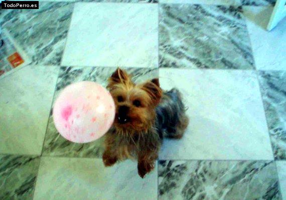 Foto del perro Bijou