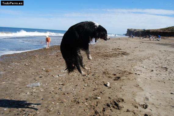 Foto del perro Ramon