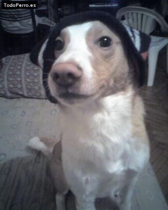Foto del perro Chicho