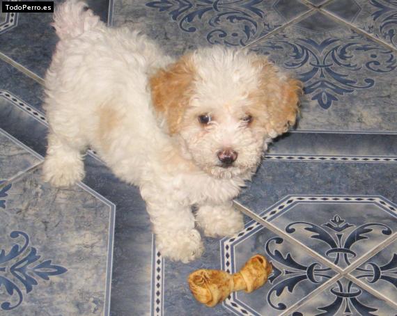 Foto del perro Estrella
