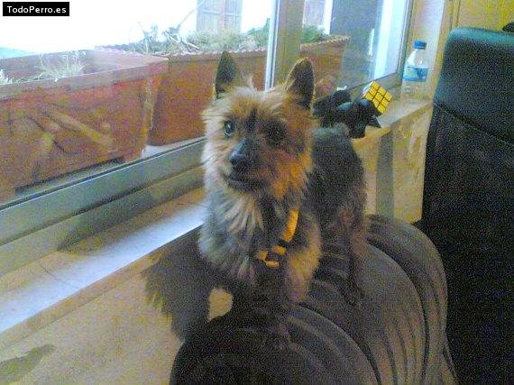 Foto del perro Toy