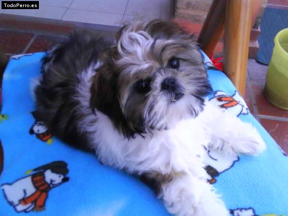 Foto del perro Carol