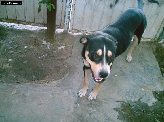 Foto del perro Negrita