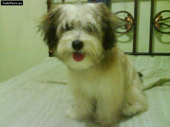 Foto del perro Camila