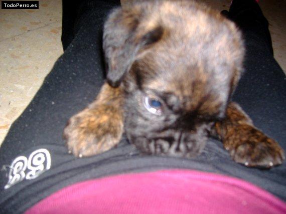 Foto del perro Tyson