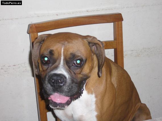 Foto del perro Rocko