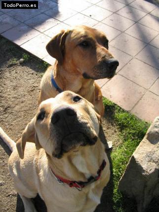 Foto del perro Atila y bruja