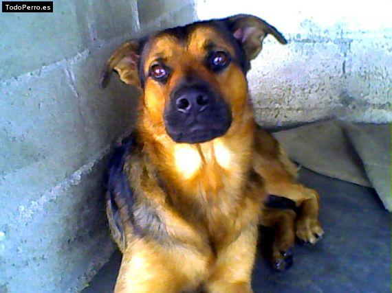 Foto del perro Ronny