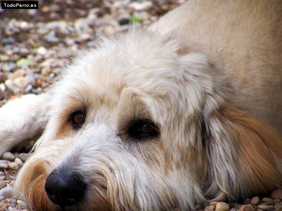 Foto del perro Goya