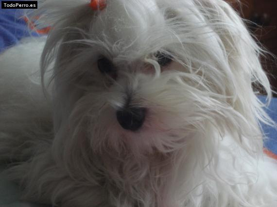 Foto del perro Roni