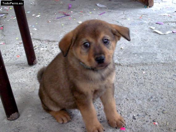 Foto del perro Bolo