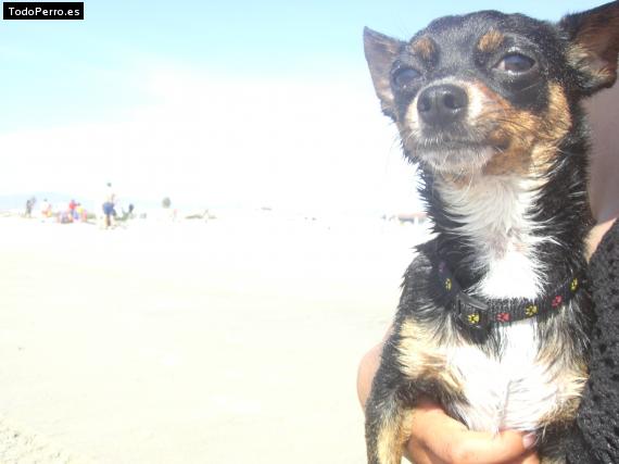 Foto del perro Charlotte