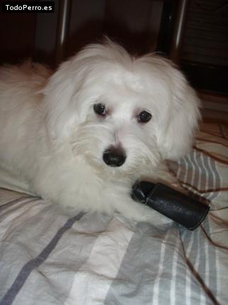 Foto del perro Roky
