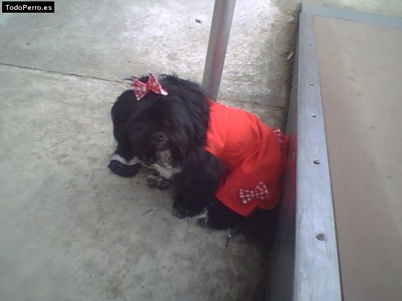 Foto del perro Candy