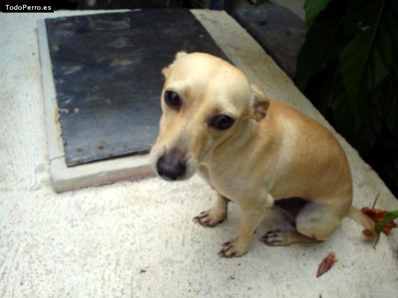 Foto del perro Romeo