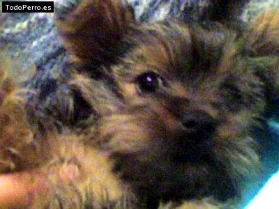 Foto del perro Camila