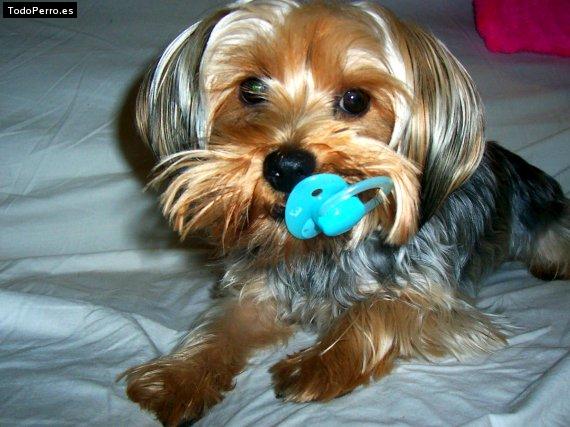 Foto del perro Borja