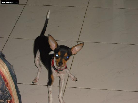 Foto del perro Chiwi