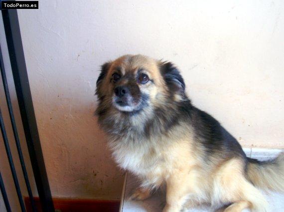 Foto del perro Blocky