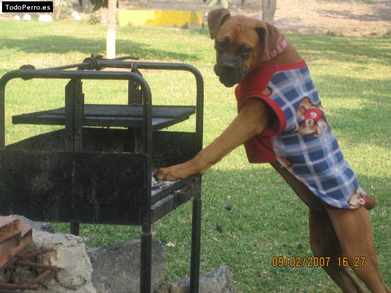 Foto del perro Comotu