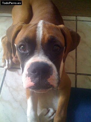 Foto del perro Canek