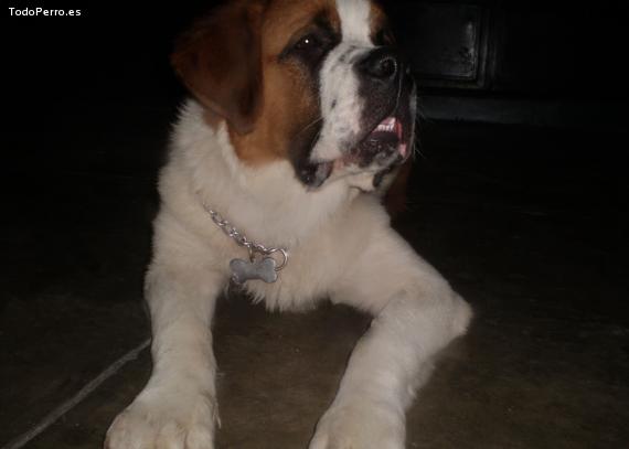 Foto del perro Hercules