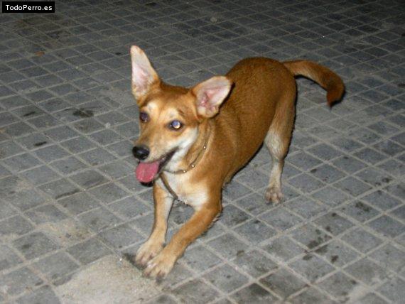 Foto del perro Naldi
