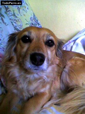 Foto del perro Chiqui