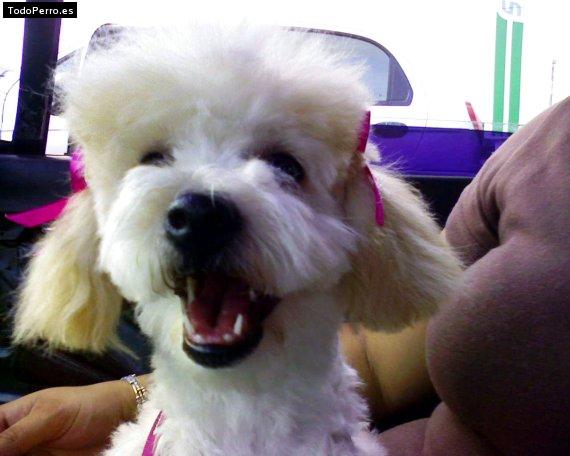 Foto del perro Coqueta