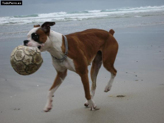 Foto del perro Nena