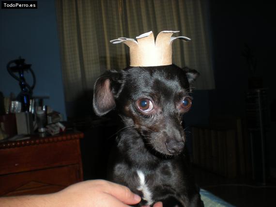 Foto del perro Chocorrol-obama