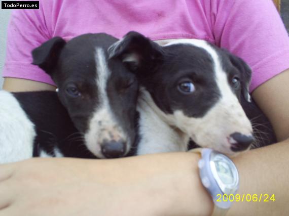 Foto del perro Diablo y ramiro