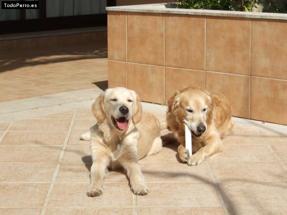 Foto del perro Tai y nina