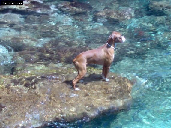 Foto del perro Jim