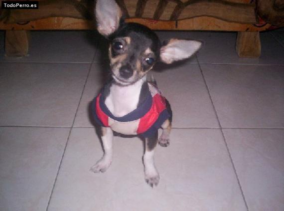 Foto del perro Ashley