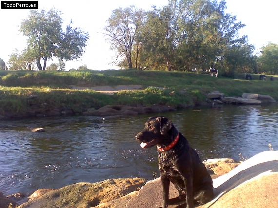 Foto del perro Preto