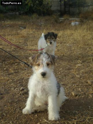 Foto del perro Clio y cesar