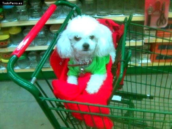 La foto del perro Candida perez Foto del perro Candida perez