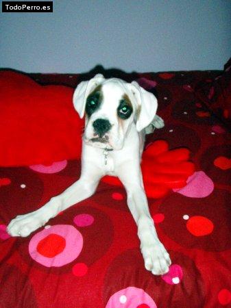 Foto del perro Suka