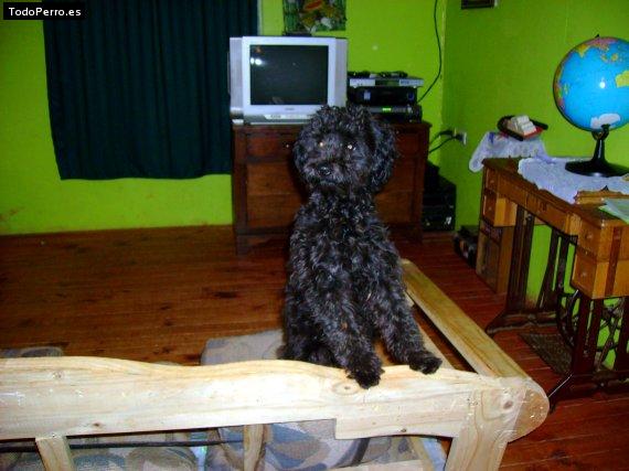Foto del perro Boby