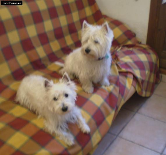 Foto del perro Zimbel y tuca