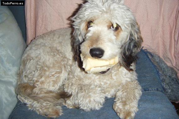 Foto del perro Camila