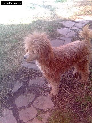 Foto del perro Cerati