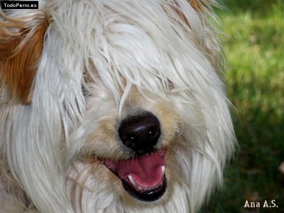 Foto del perro Cani