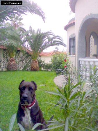 Foto del perro Muja