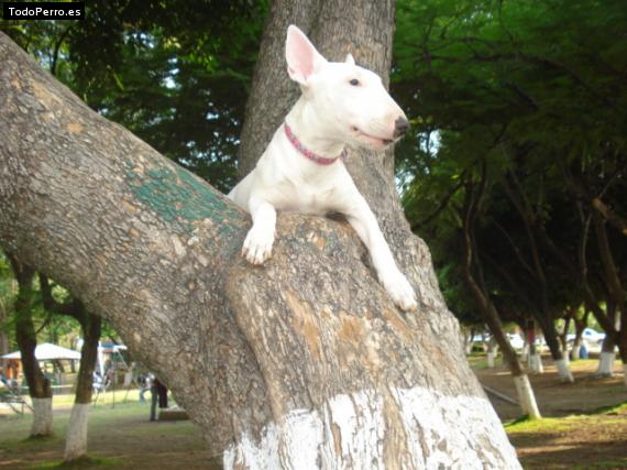 Foto del perro Fanny