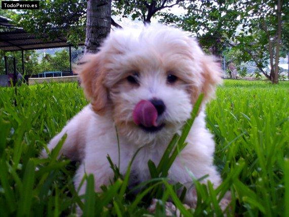 Foto del perro Brandy