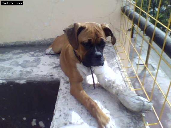 Foto del perro Cleopatra