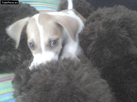 Foto del perro Chikita